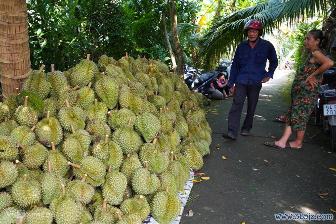 Thu hoạch sầu riêng tại thị xã Cai Lậy, Tiền Giang. Ảnh: Hoàng Nam