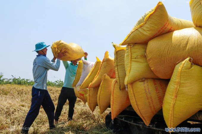 Nông dân thị xã Ngã Năm (Sóc Trăng) thu hoạch lúa vụ Đông Xuân. Ảnh: Nguyệt Nhi